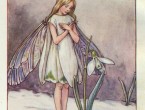 snowdrop