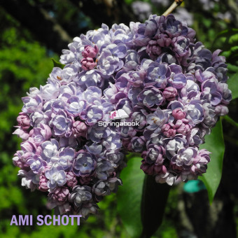 АМИ ШОТТ AMI SCHOTT