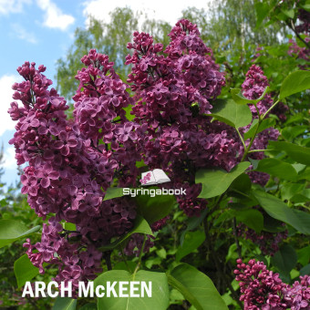 АРЧ МакКИН ARCH McKEEN