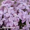 ШКОЛЬНИЦА