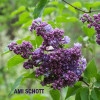 АМИ ШОТТ AMI SCHOTT 