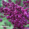СУВОРОВЕЦ