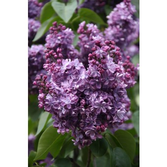 Violetta