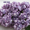 AMI SCHOTT
