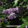 АНДРЮША ГРОМОВ