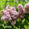 МУЛАТКА