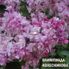 ОЛИМПИАДА КОЛЕСНИКОВА