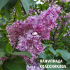ОЛИМПИАДА КОЛЕСНИКОВА
