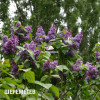 ШЕРЕМЕТЕВ
